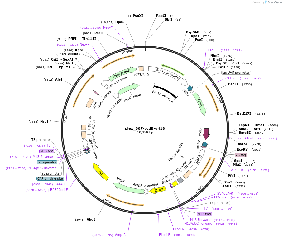 201141-plasmid-map-sequence-id-395514
