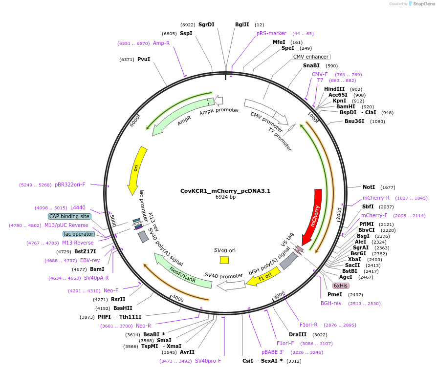 201688-plasmid-map-sequence-id-395515