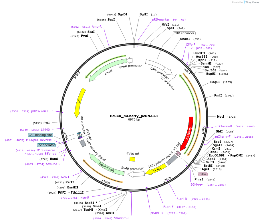 201687-plasmid-map-sequence-id-395516