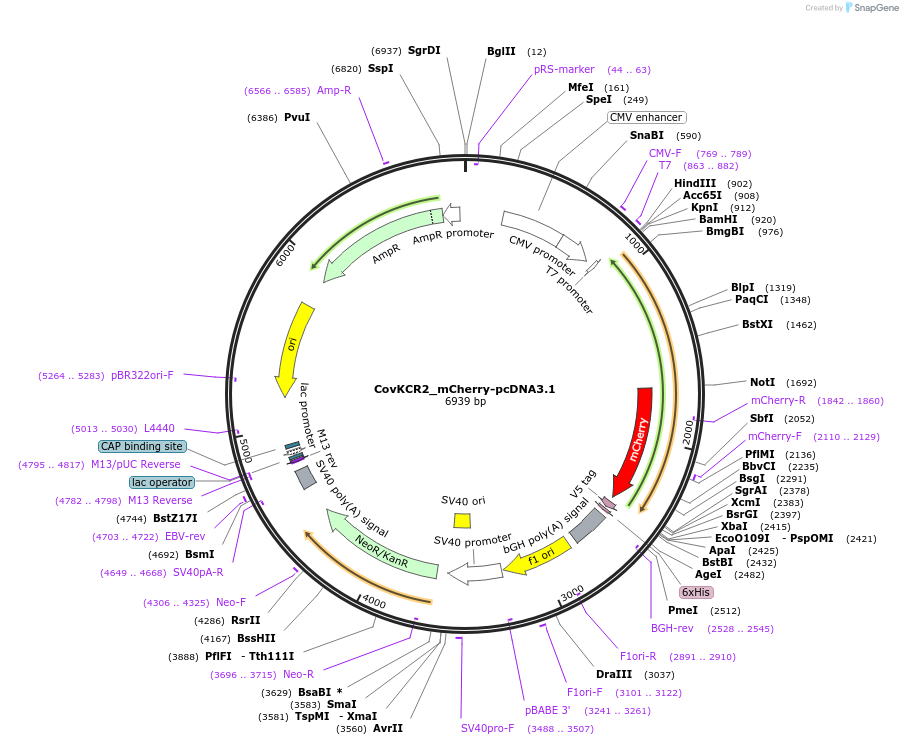 201689-plasmid-map-sequence-id-395517