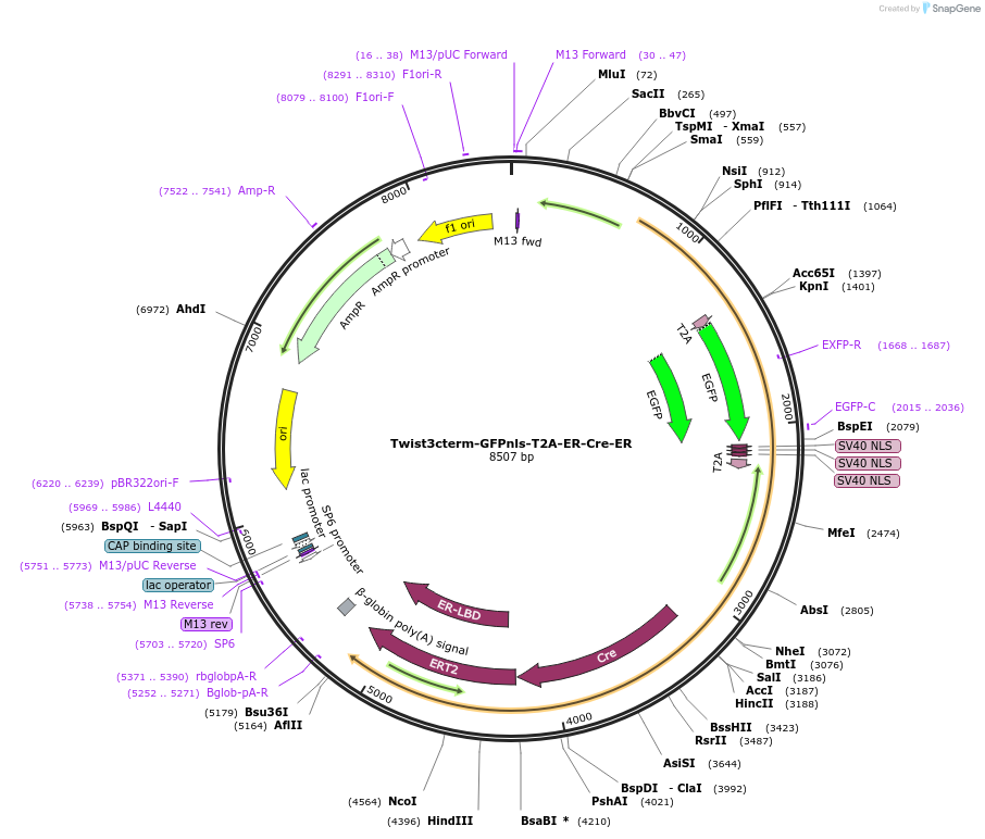 200105-plasmid-map-sequence-id-395518