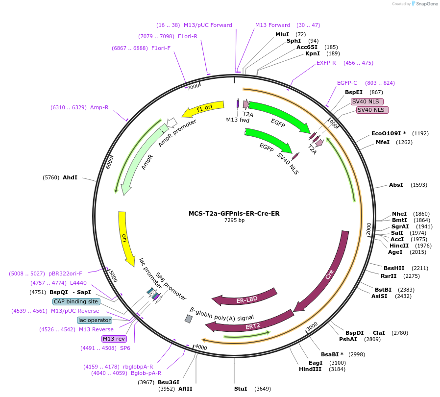 200104-plasmid-map-sequence-id-395519