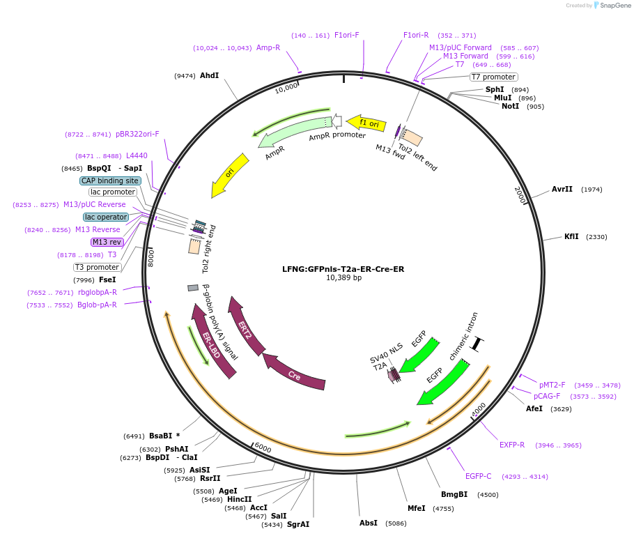 200107-plasmid-map-sequence-id-395521