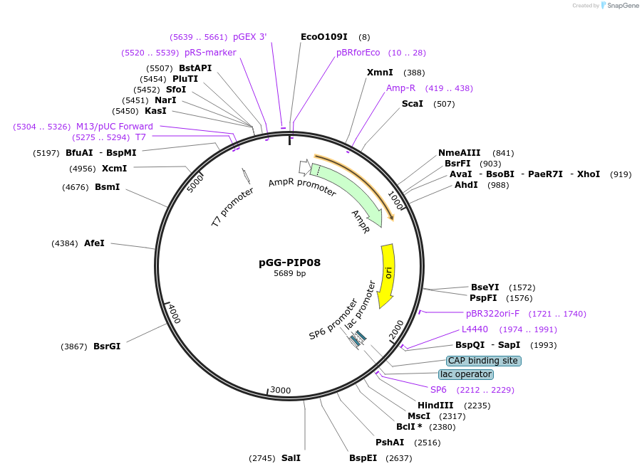 196746-plasmid-map-sequence-id-395619