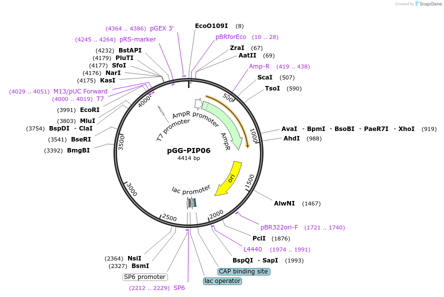 196744-plasmid-map-sequence-id-395620