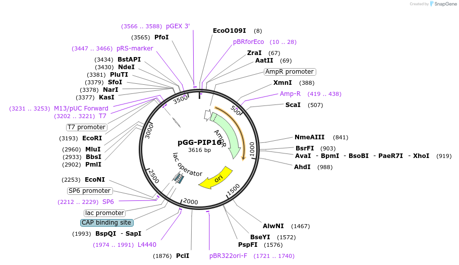 196754-plasmid-map-sequence-id-395625