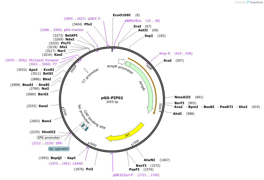 196740-plasmid-map-sequence-id-395626