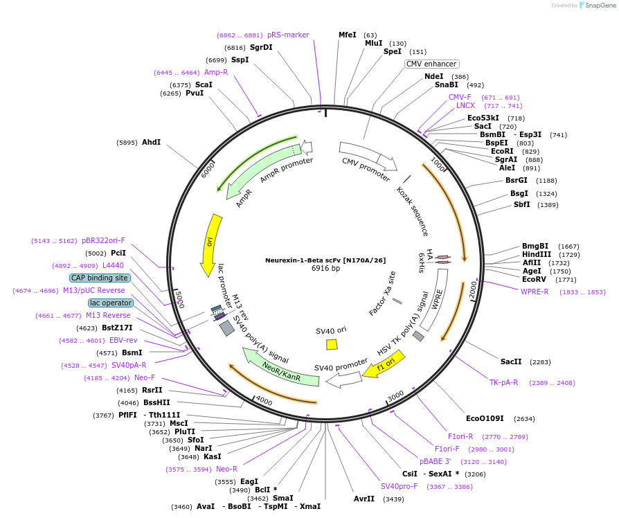 199425-plasmid-map-sequence-id-395636