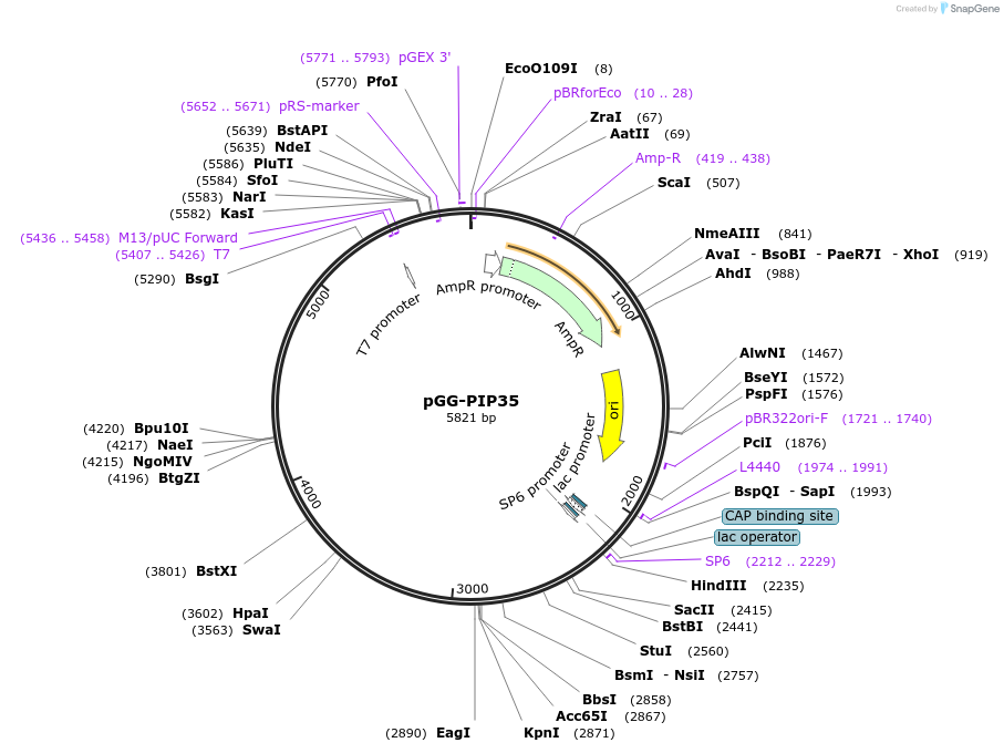 196773-plasmid-map-sequence-id-395645
