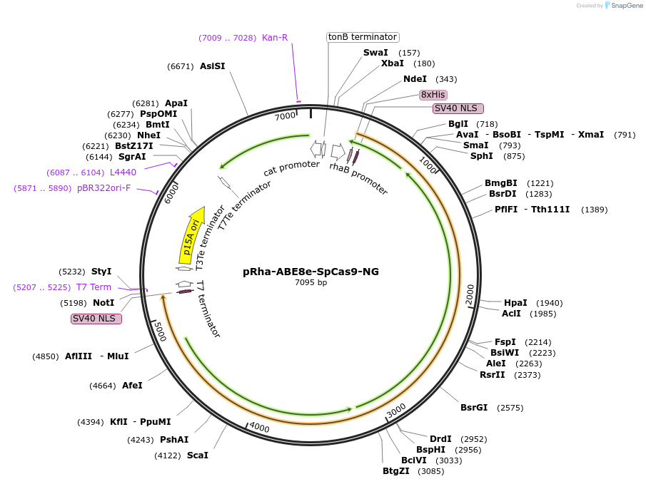 201190-plasmid-map-sequence-id-395655