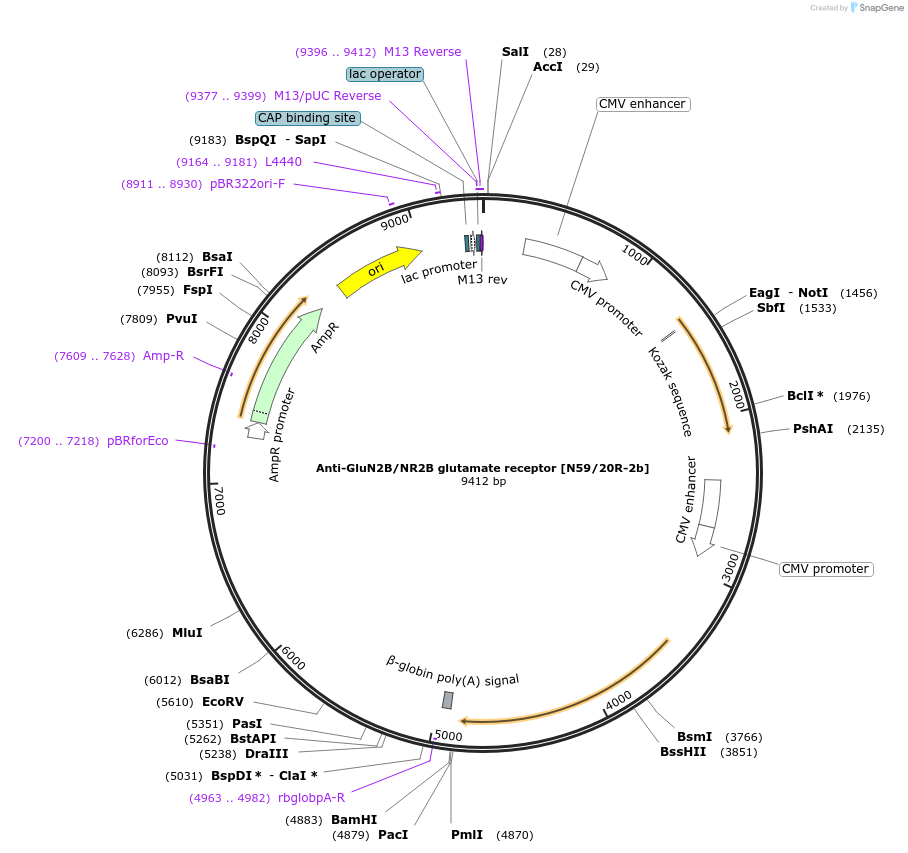 199417-plasmid-map-sequence-id-395660