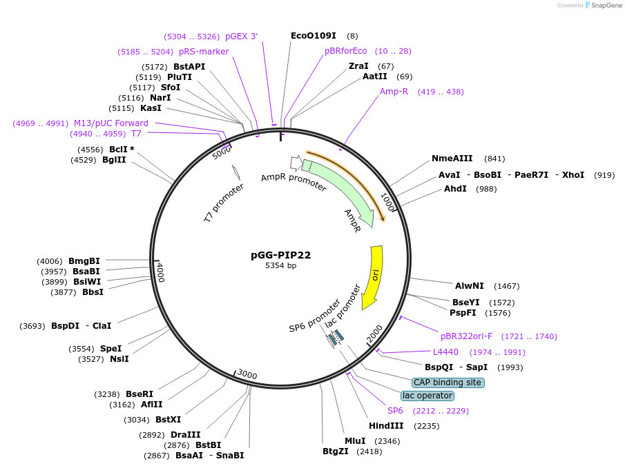 196760-plasmid-map-sequence-id-395666