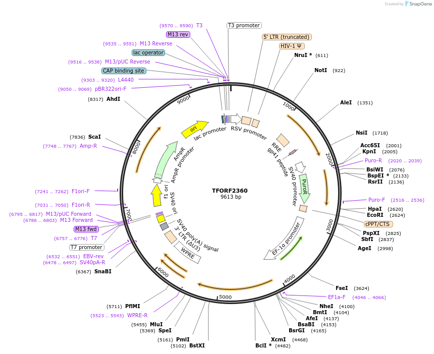 142047-plasmid-map-sequence-id-395669