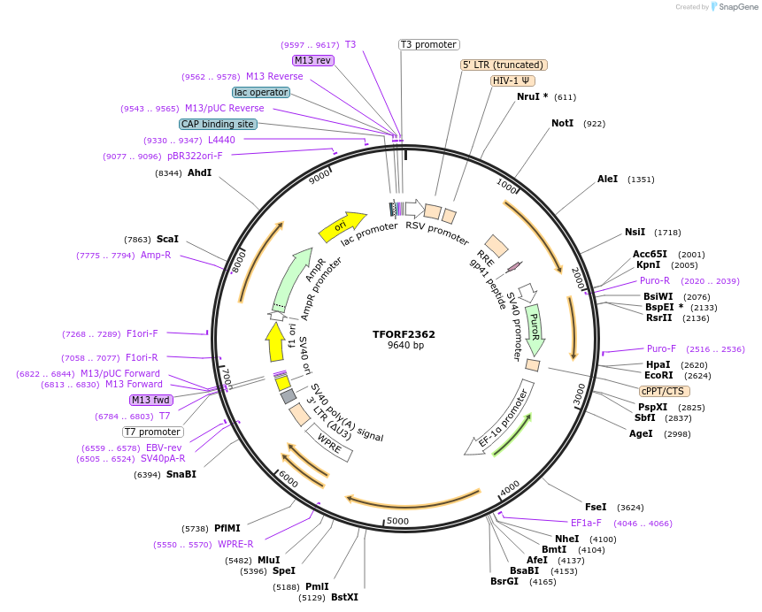 142049-plasmid-map-sequence-id-395671