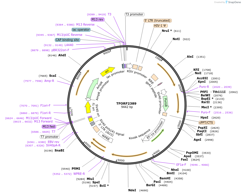 142058-plasmid-map-sequence-id-395680