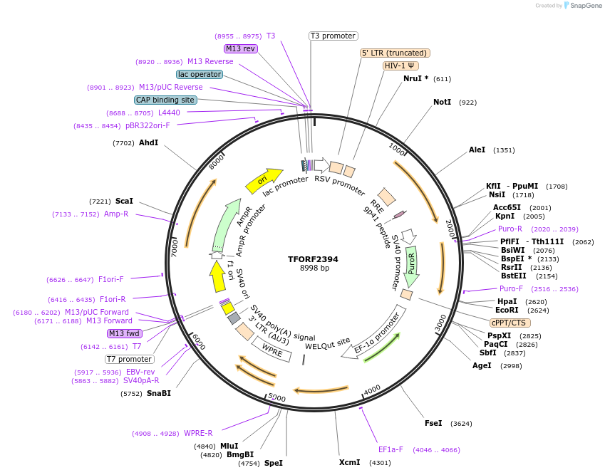 142062-plasmid-map-sequence-id-395684