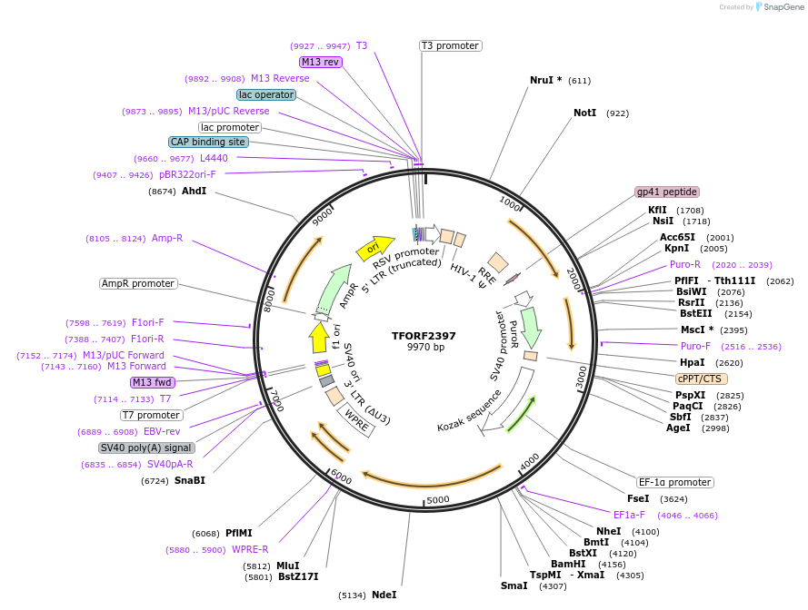 142065-plasmid-map-sequence-id-395686