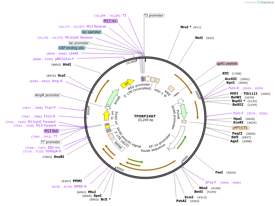 142071-plasmid-map-sequence-id-395691