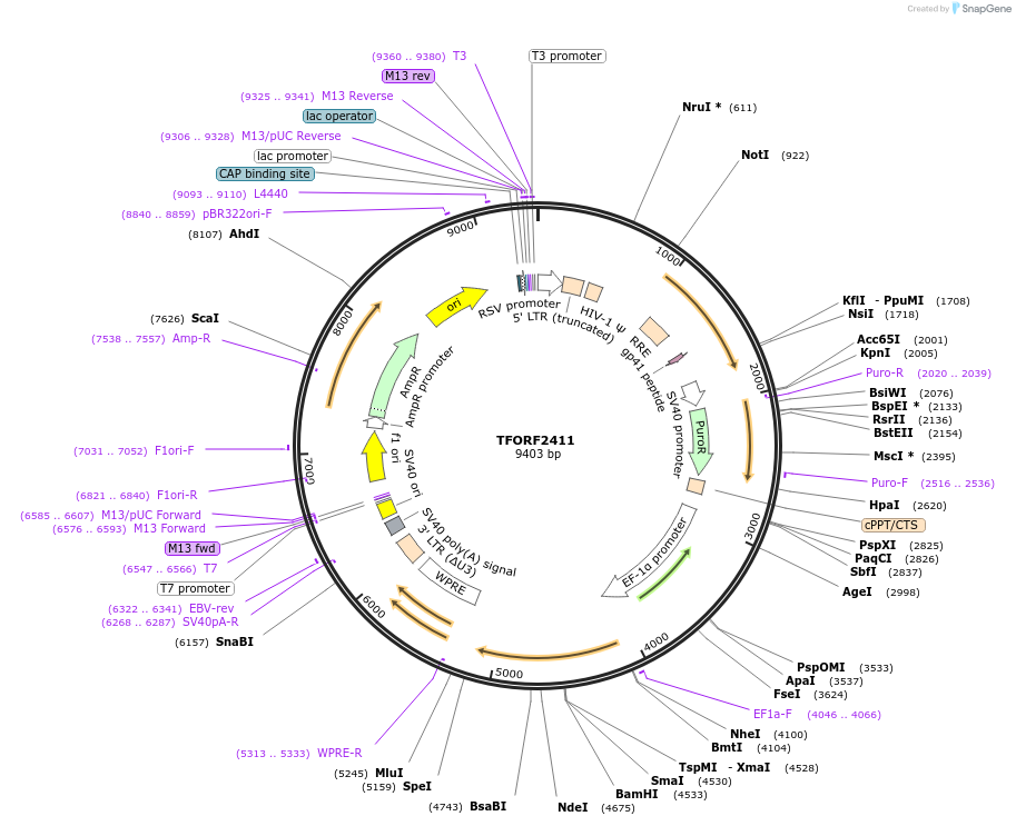 142072-plasmid-map-sequence-id-395692