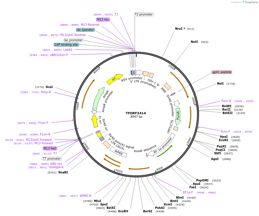 142073-plasmid-map-sequence-id-395693