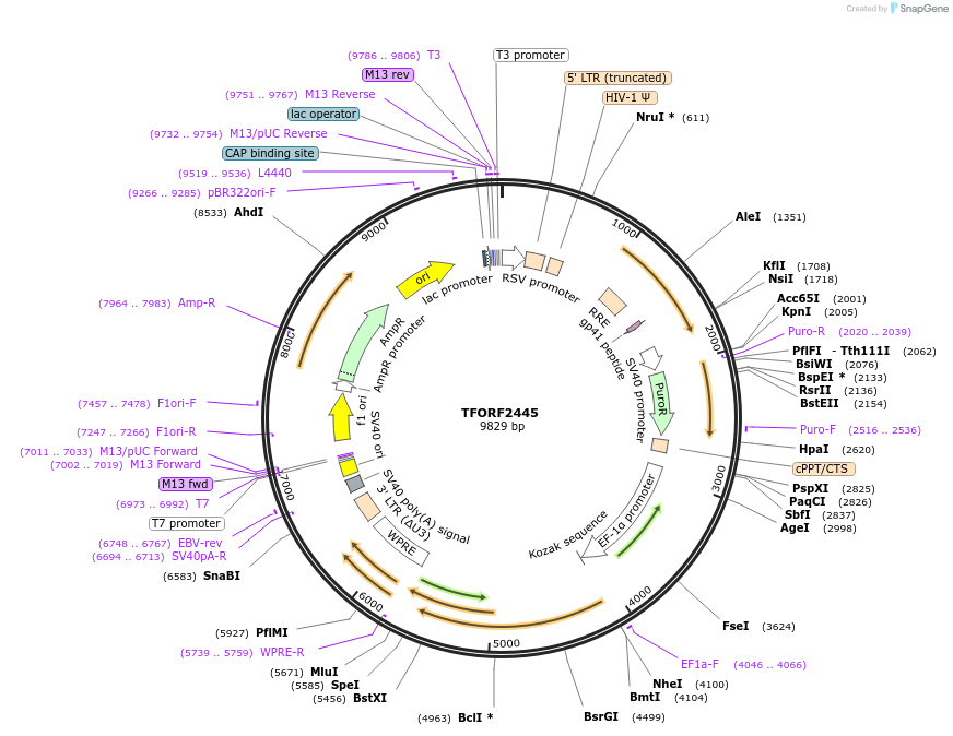 142082-plasmid-map-sequence-id-395699