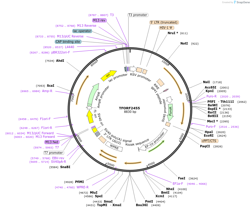 142087-plasmid-map-sequence-id-395703