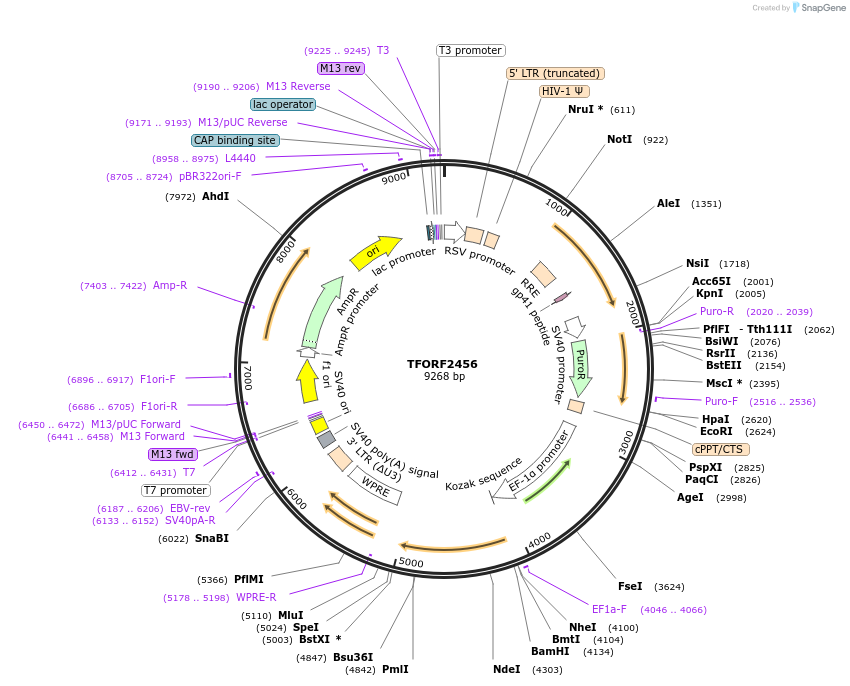 142088-plasmid-map-sequence-id-395704