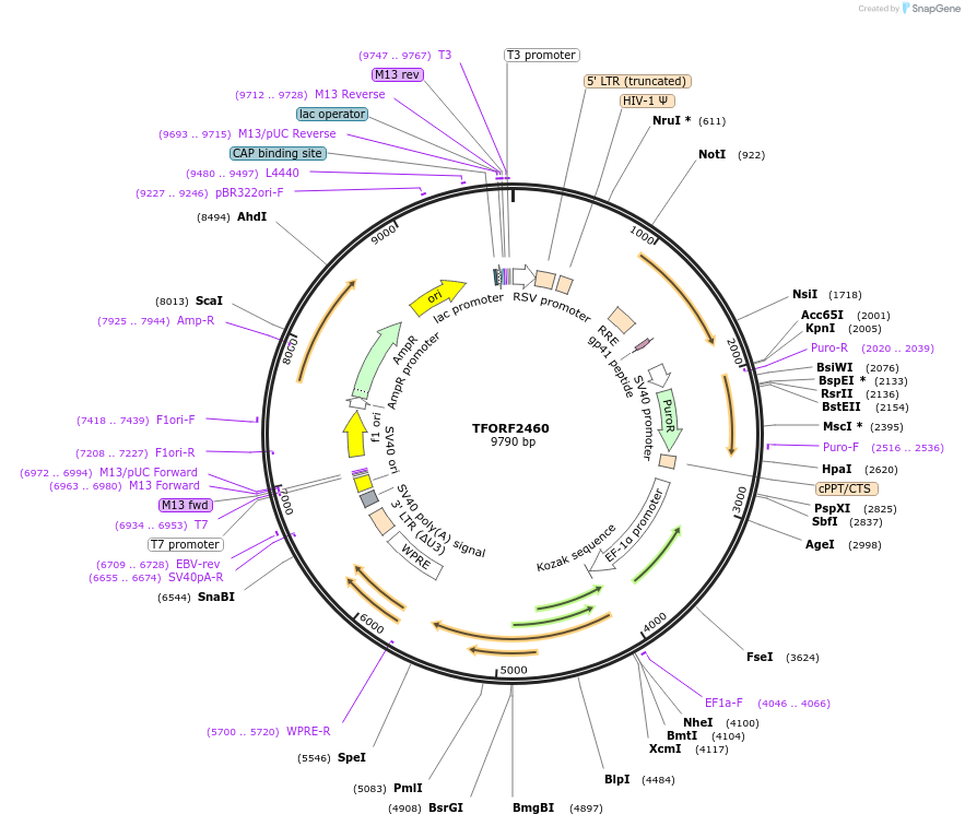 142090-plasmid-map-sequence-id-395705