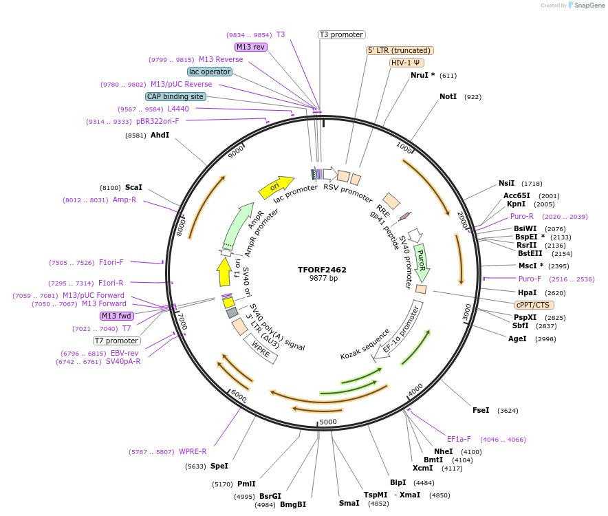 142092-plasmid-map-sequence-id-395707
