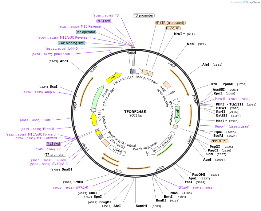 142105-plasmid-map-sequence-id-395713