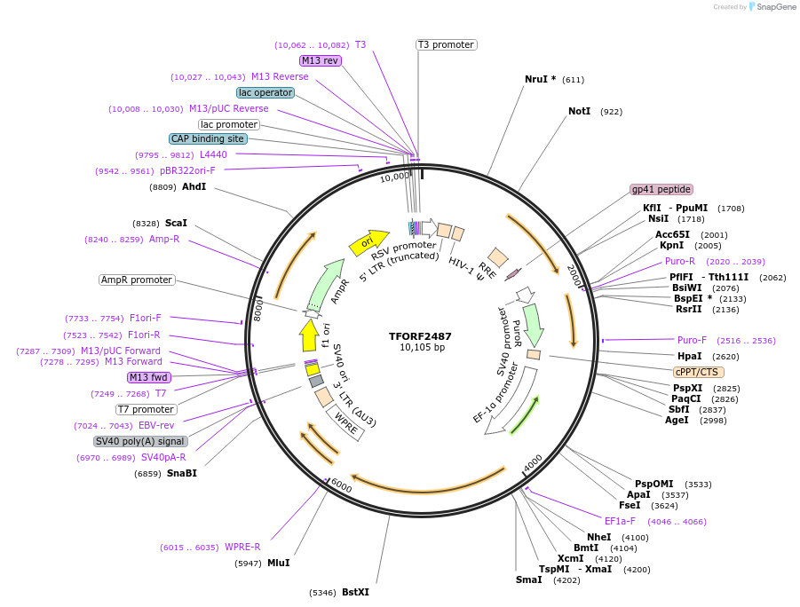 142106-plasmid-map-sequence-id-395714