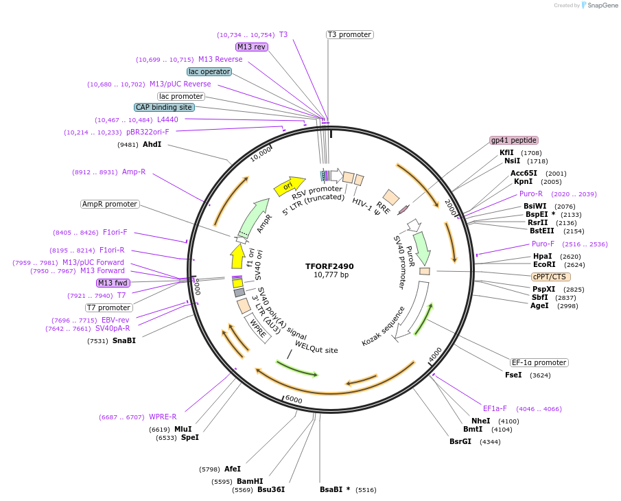 142108-plasmid-map-sequence-id-395715