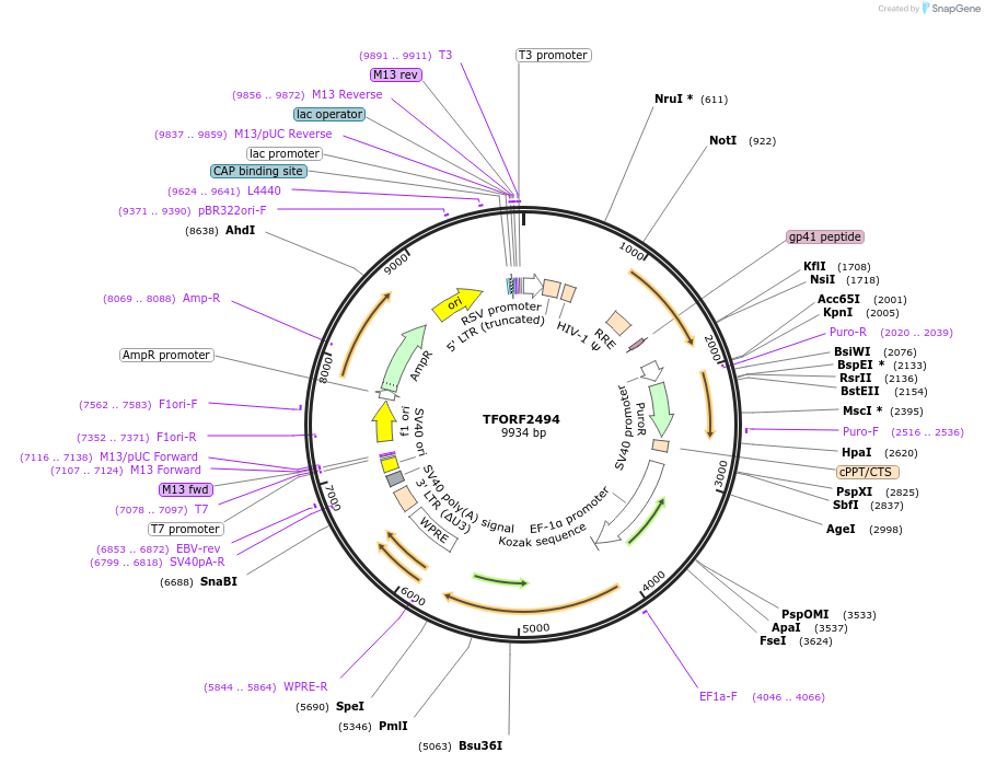 142112-plasmid-map-sequence-id-395719