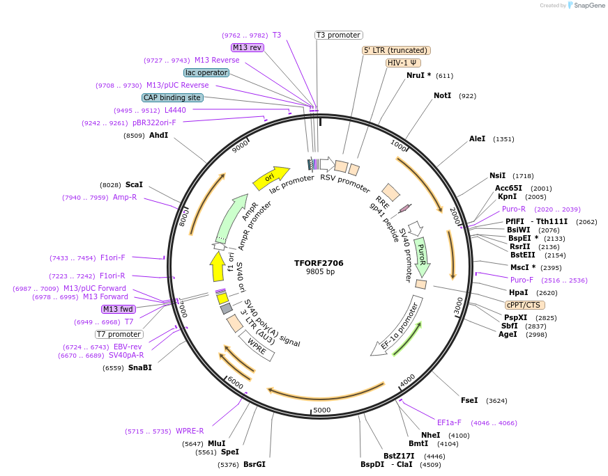 142127-plasmid-map-sequence-id-395727