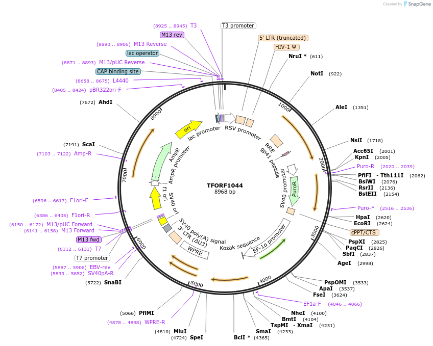142242-plasmid-map-sequence-id-395739