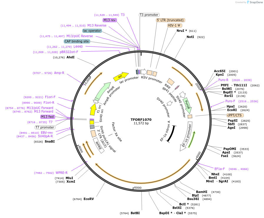 142243-plasmid-map-sequence-id-395740