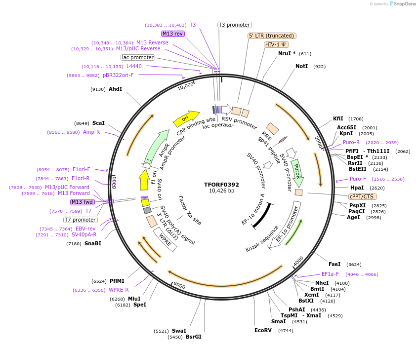 142258-plasmid-map-sequence-id-395750