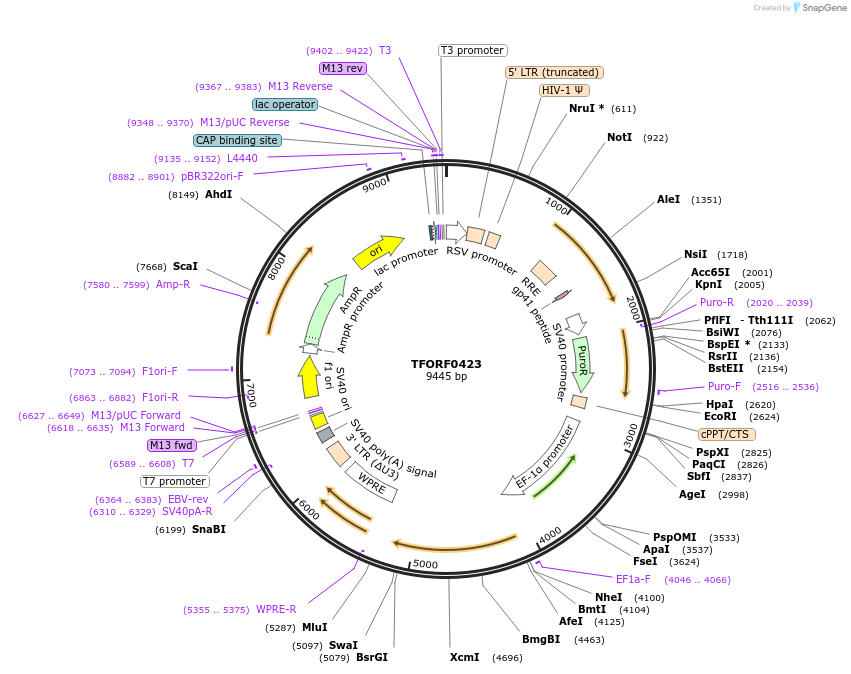 142261-plasmid-map-sequence-id-395753