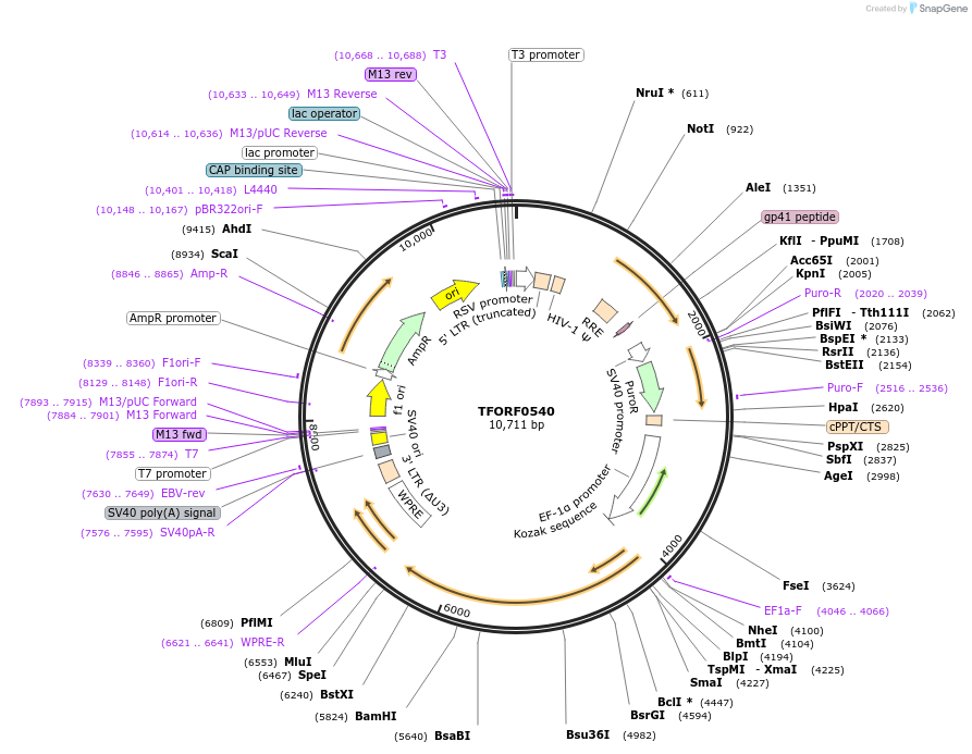 142275-plasmid-map-sequence-id-395761
