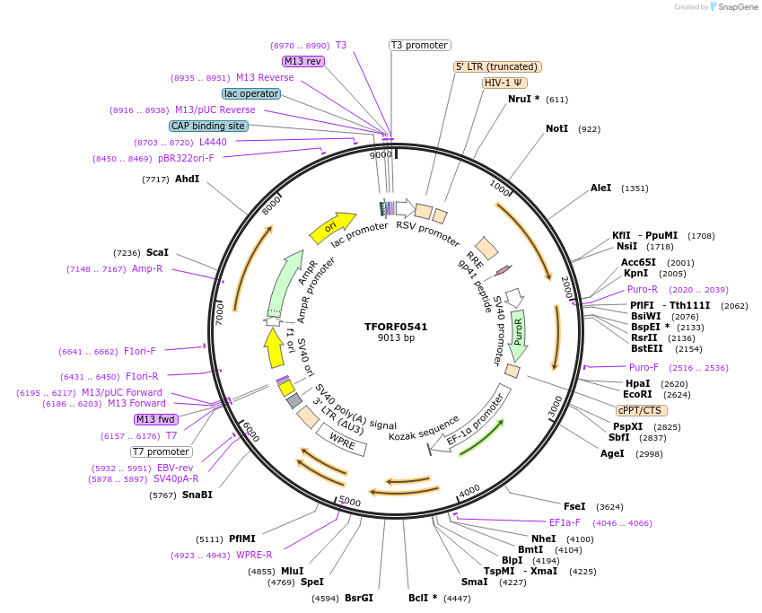 142276-plasmid-map-sequence-id-395762