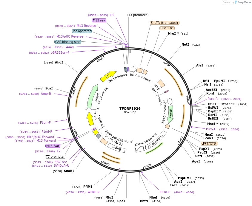 142290-plasmid-map-sequence-id-395769