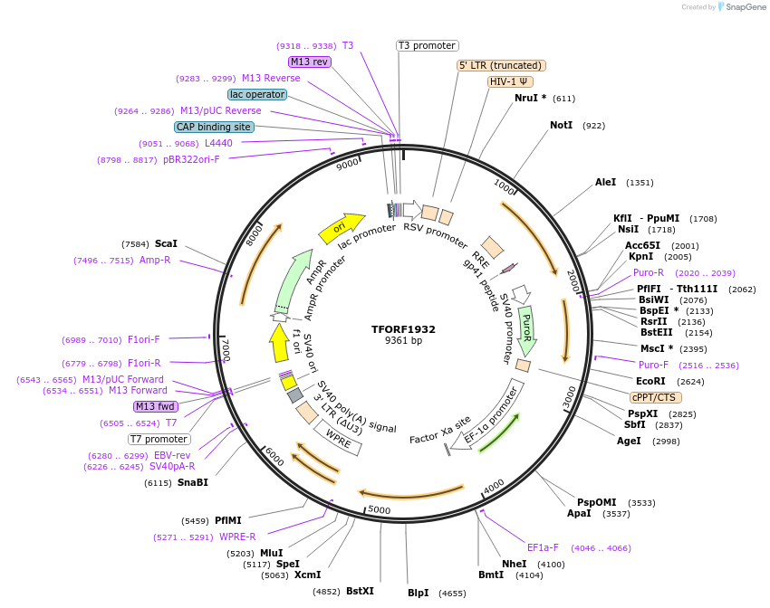 142292-plasmid-map-sequence-id-395770