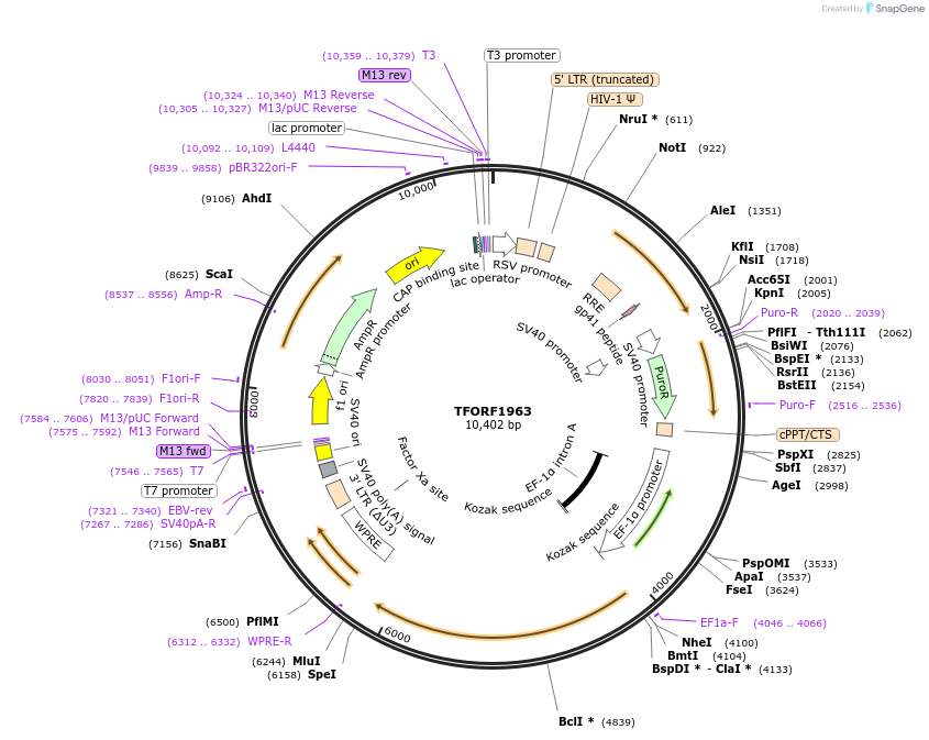 142299-plasmid-map-sequence-id-395776