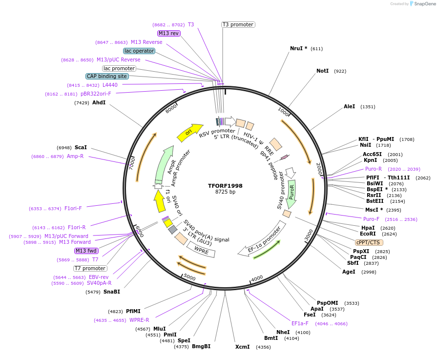 142307-plasmid-map-sequence-id-395780