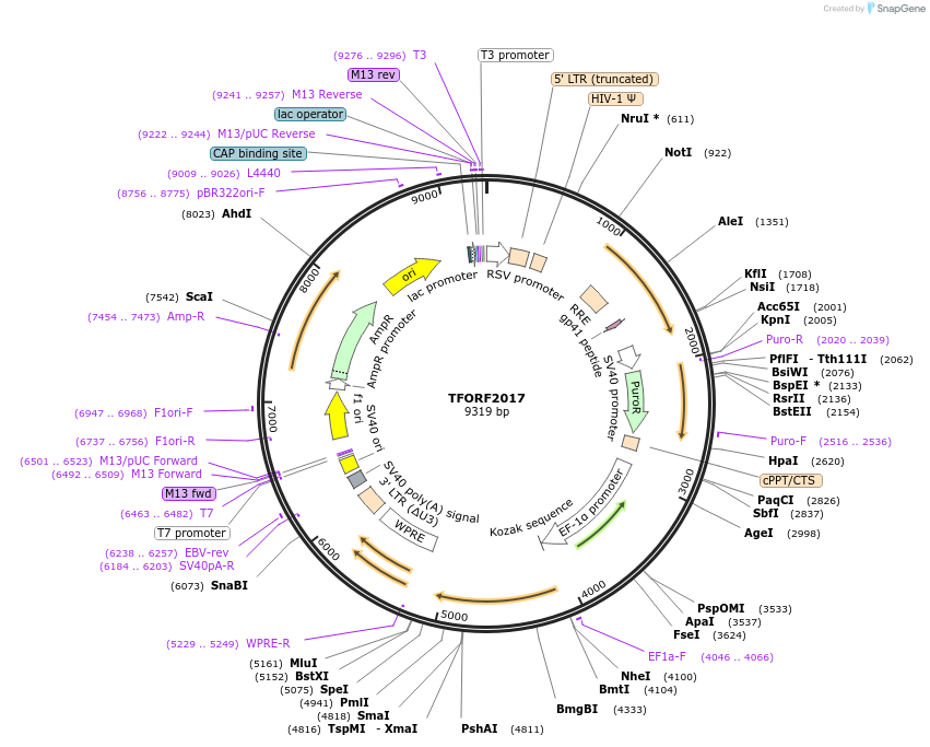 142310-plasmid-map-sequence-id-395781