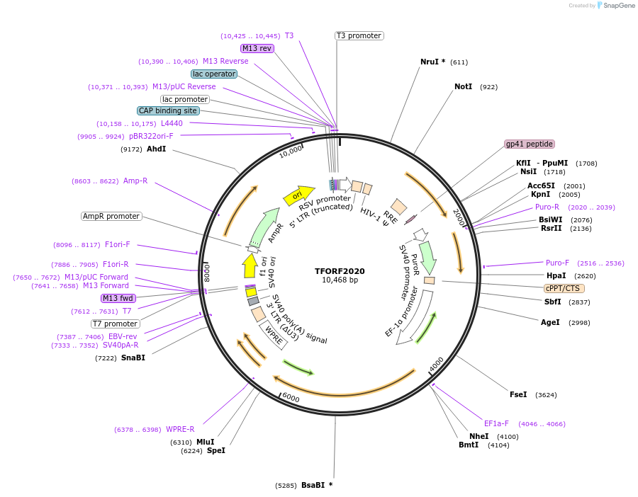 142313-plasmid-map-sequence-id-395784