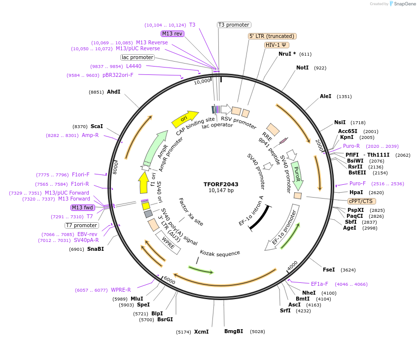 142316-plasmid-map-sequence-id-395787
