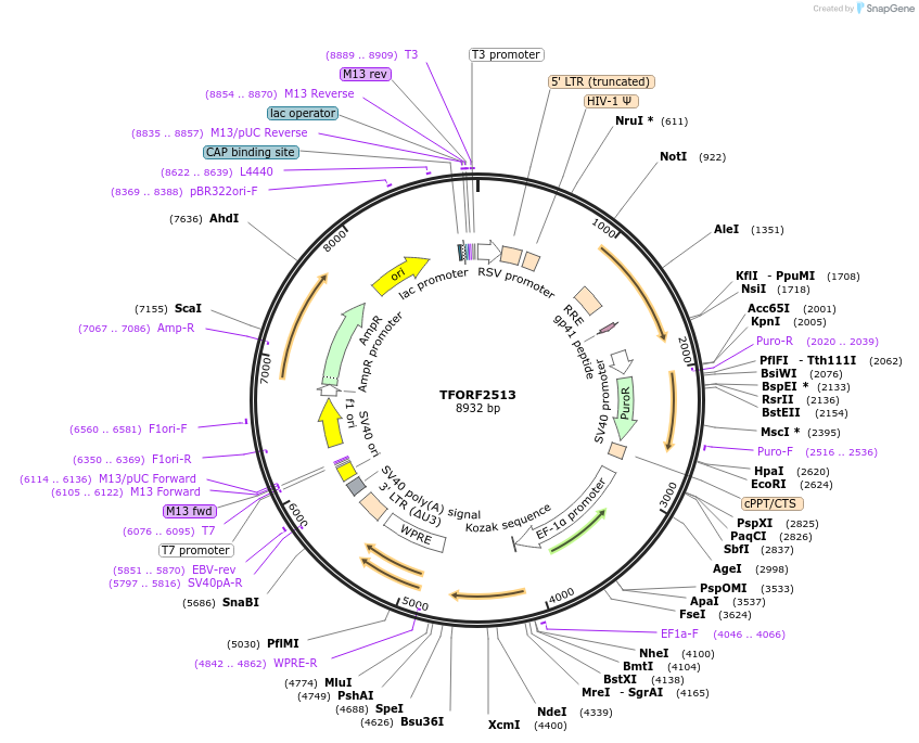 142318-plasmid-map-sequence-id-395788