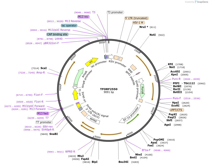142322-plasmid-map-sequence-id-395790