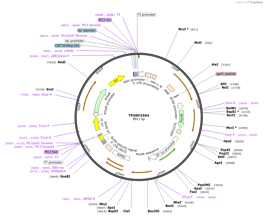 142327-plasmid-map-sequence-id-395795